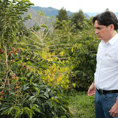 Ecuador - Hacienda La Papaya Typica Anaerobic Natural