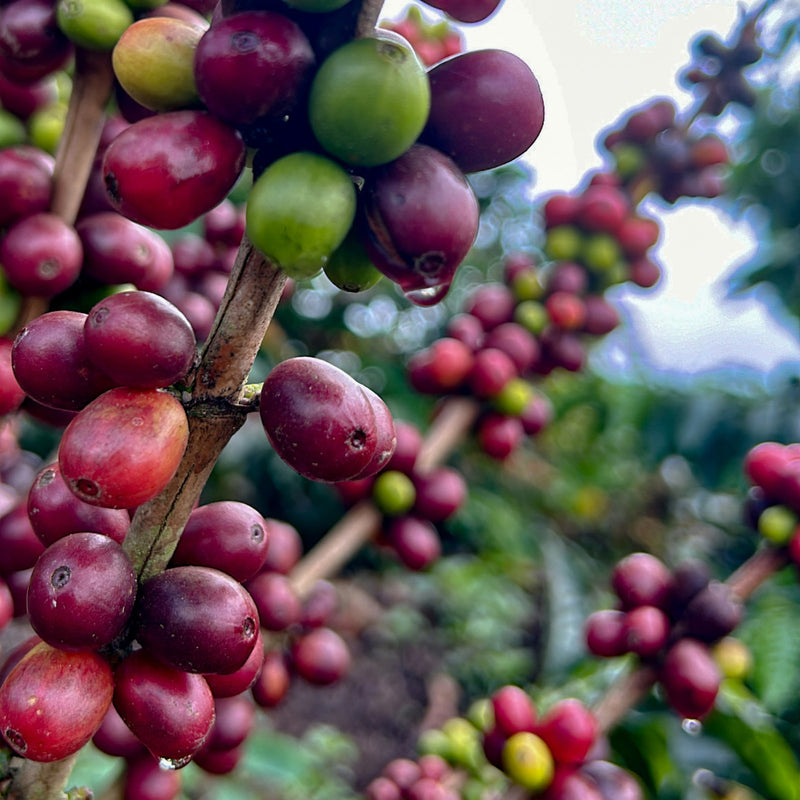 Peru - El Arroyo Geisha Anaerobic Washed