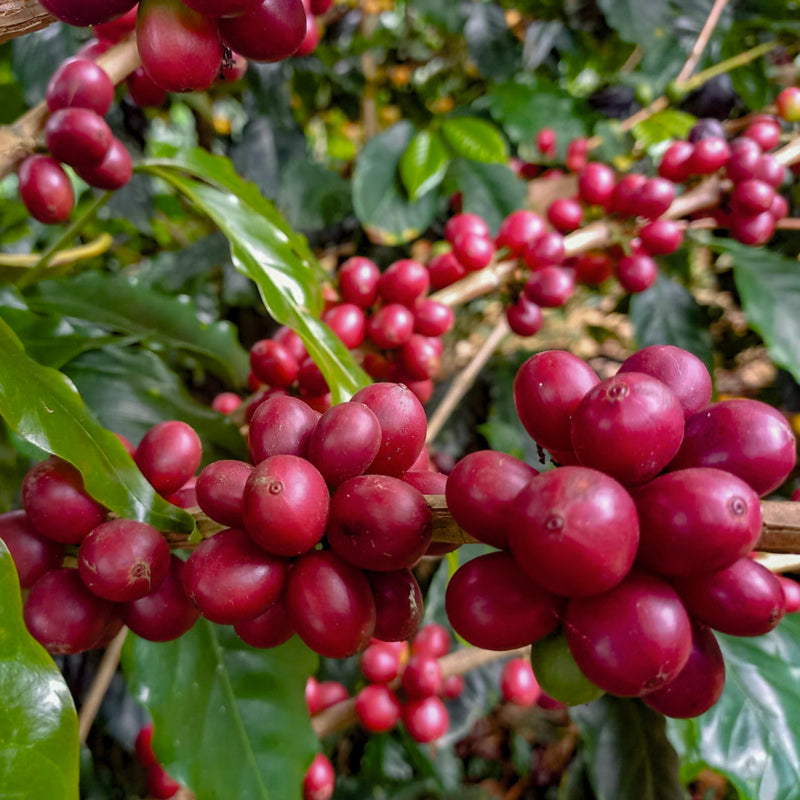 Peru - Finca La Bola Geisha Washed