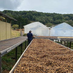 Costa Rica - Santa Teresa Typica Mejorado