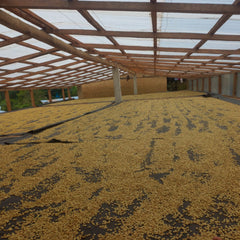 Peru - Finca La Bola Geisha Washed