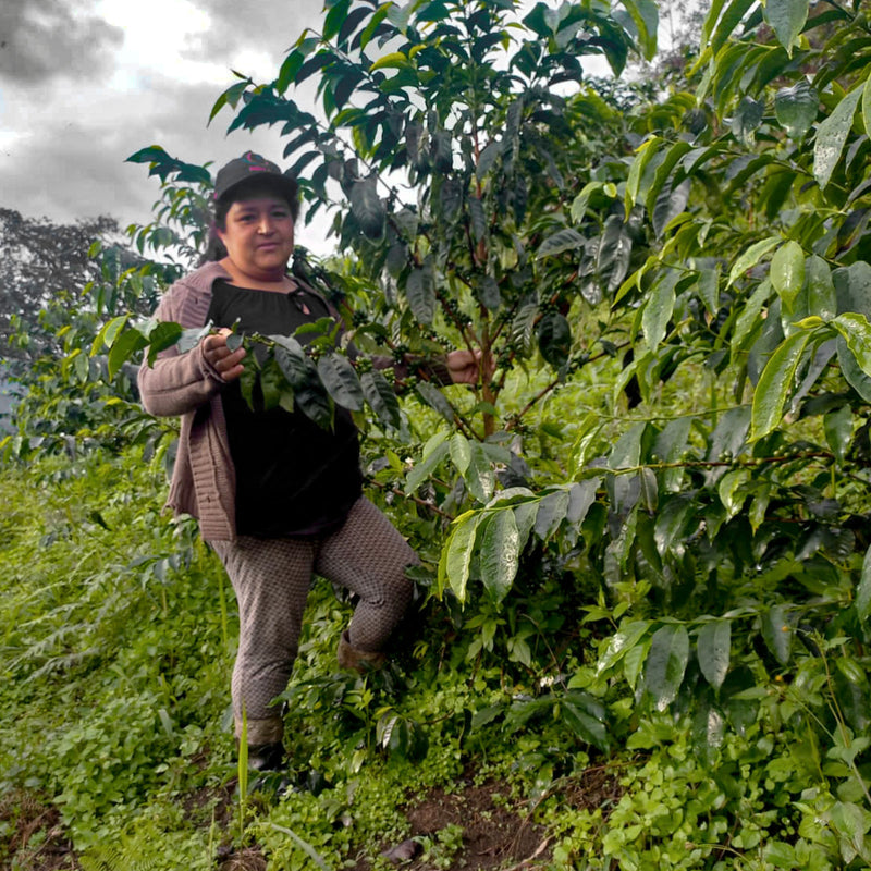 Peru - Finca La Bola Geisha Washed