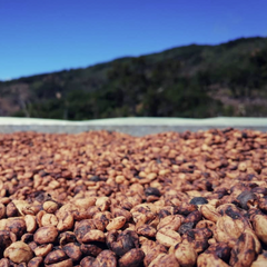 Costa Rica - Finca El Cedro Geisha Red Honey