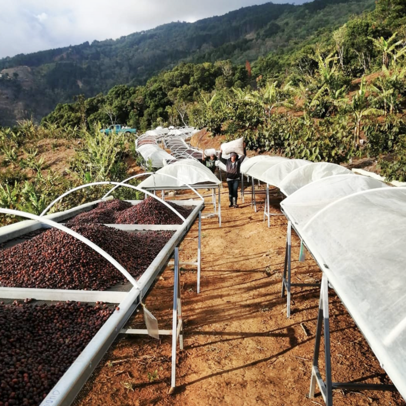 Costa Rica - Finca El Cedro Geisha Red Honey