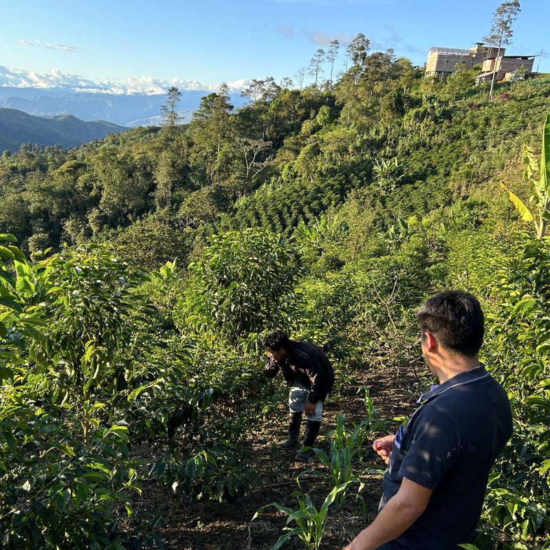 Peru - El Arroyo Geisha Anaerobic Washed