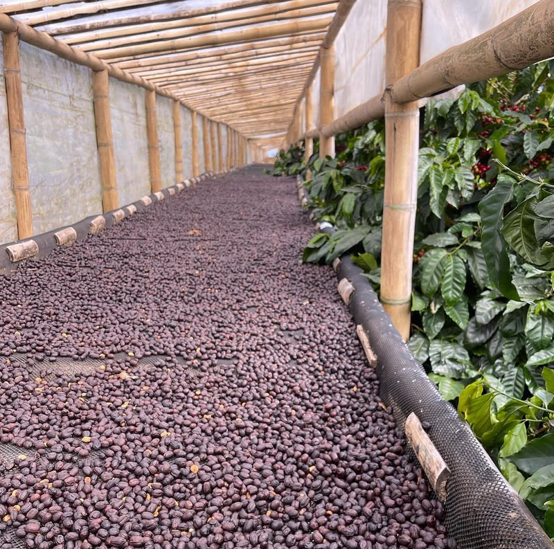 Panama - Finca Feryen Pacamara Natural