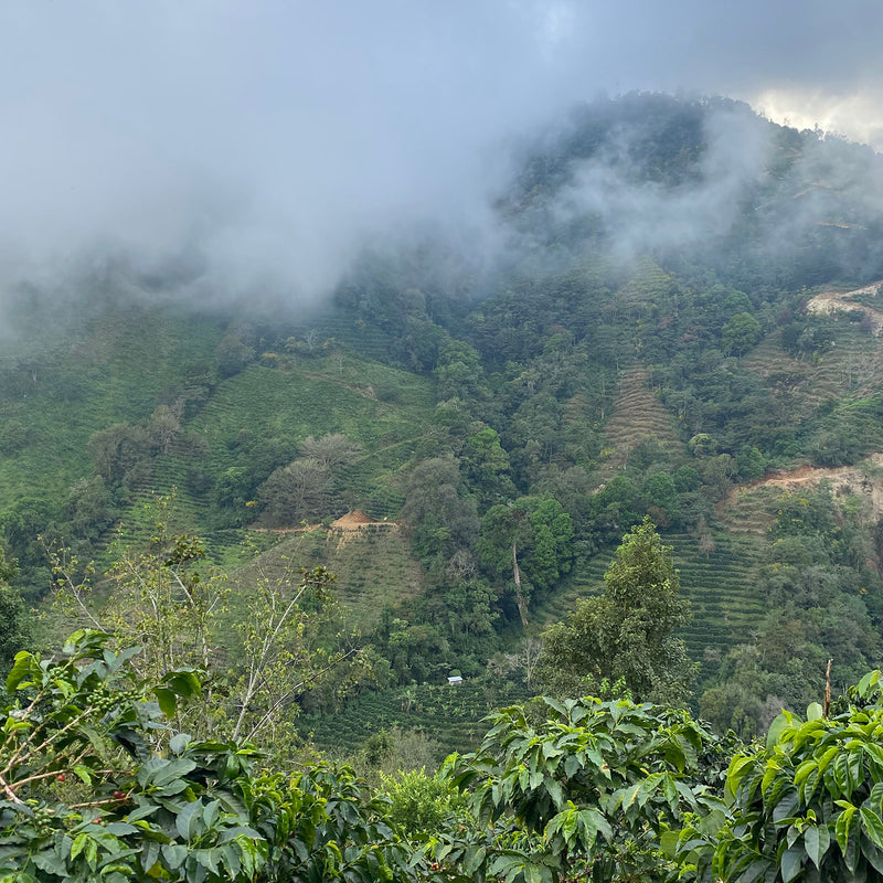 Costa Rica - Los Tonos Milenio(F1) Anaerobic Washed