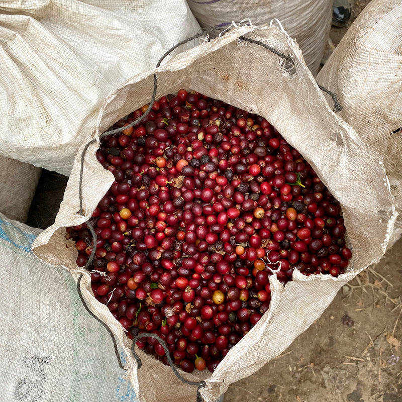 Costa Rica - Los Tonos Milenio(F1) Anaerobic Washed