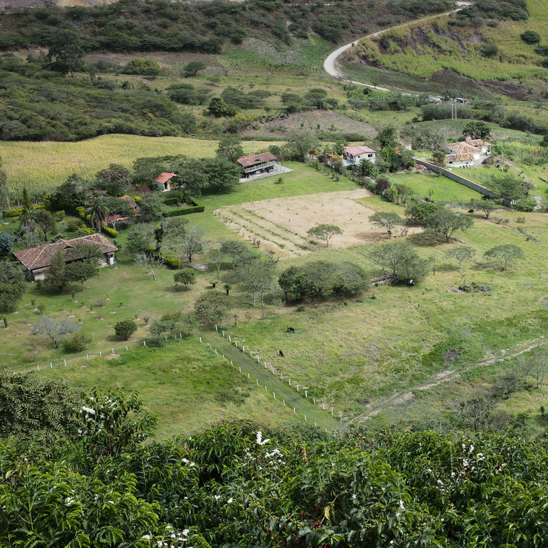 Ecuador - Hacienda La Papaya Typica Washed