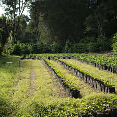 Panama - Los Cantares Estate Gesha Natural