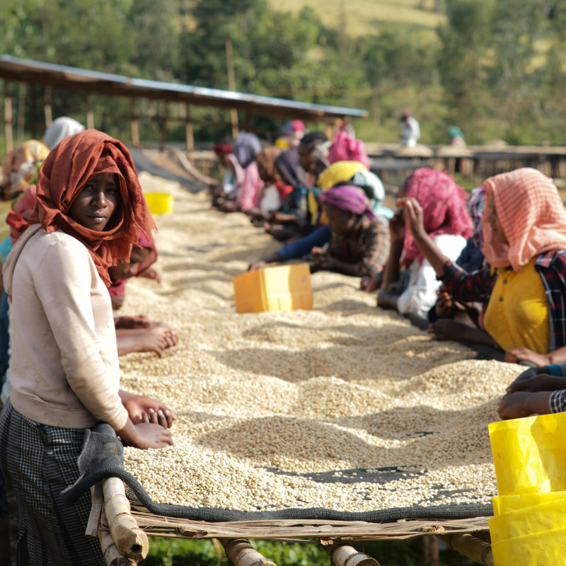 Ethiopia - Alo Village Washed