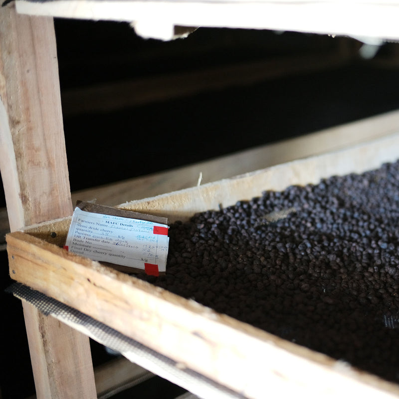 Ethiopia - Alo Coffee Auction 2025 Lot#EF1