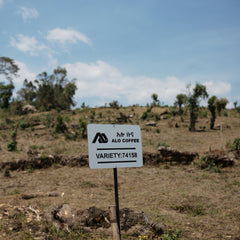 Ethiopia - Murago Lubite Natural