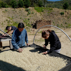 Bolivia - Los Rodriguez Java Carbonic Maceration