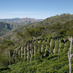 Bolivia - Los Rodriguez Java Carbonic Maceration