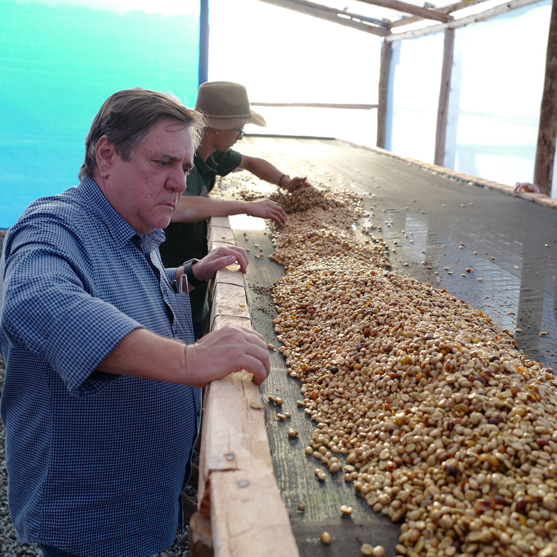 Brazil - Fazenda Guariroba Yellow Bourbon Natural Slow Dry